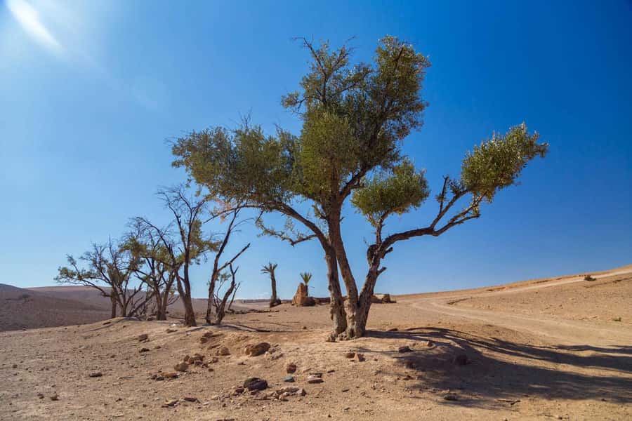 Agafay and atlas: Quad and camel experience - Guides, languages, and the human side