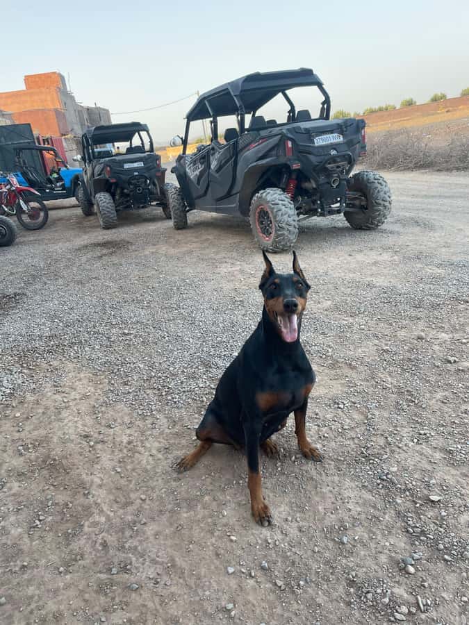 Agafay Desert 4-Seater Buggy Experience | Family & Premium - Should you book this private buggy ride?