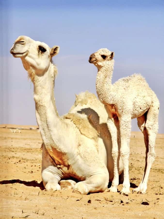 Agafay Desert & Atlas Mountain & Camel Ride Day Trip & Lunch - Breakfast and the argan oil stop