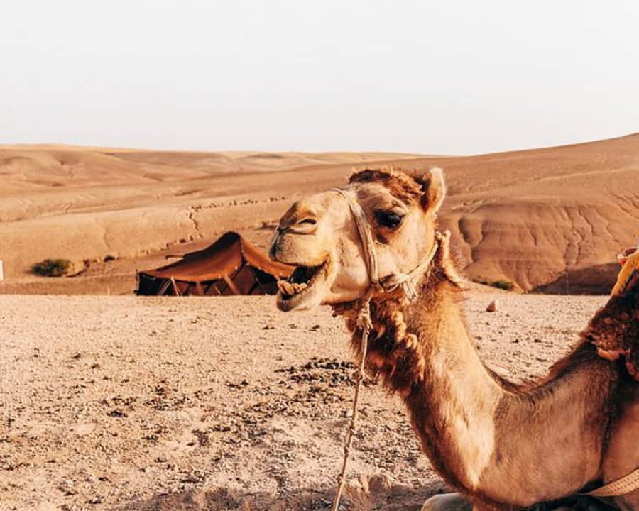 Agafay Desert: Magical Half-Day Lunch with Pool Swim - What is and is not included for $40