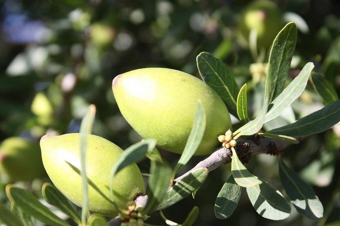 Argan Forest, tea time at a Berbers family & Visit of an Argan cooperative. - Why the argan forest is the heart of the outing