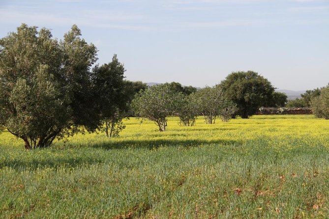 Argan Forest, tea time at a Berbers family & Visit of an Argan cooperative. - A village stop with a marabout