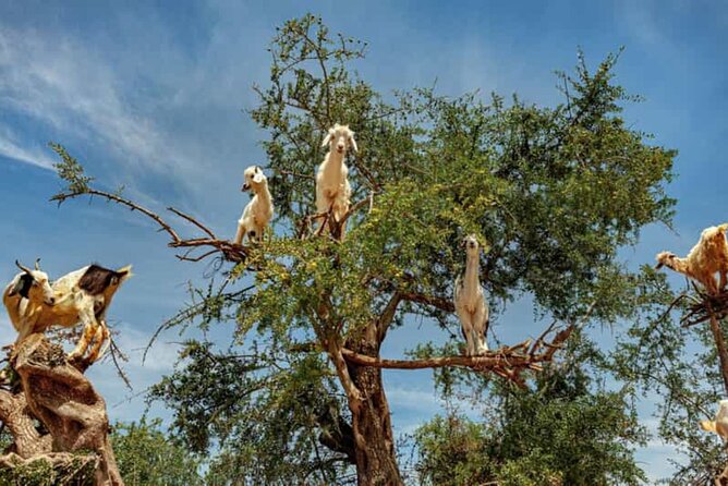 Argan Tree-Climbing Goats Morning Tour From Agadir - Key points to know before booking