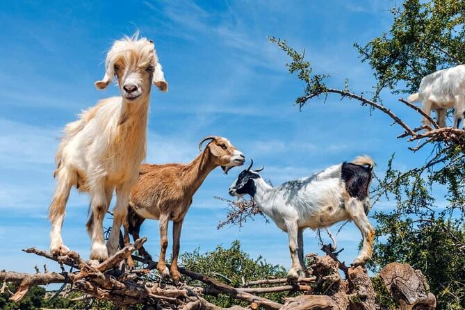 Argan Tree-Climbing Goats Morning Tour From Agadir - Goats above the road near Tamait Izder