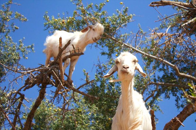Argan Tree-Climbing Goats Morning Tour From Agadir - Should you book it?