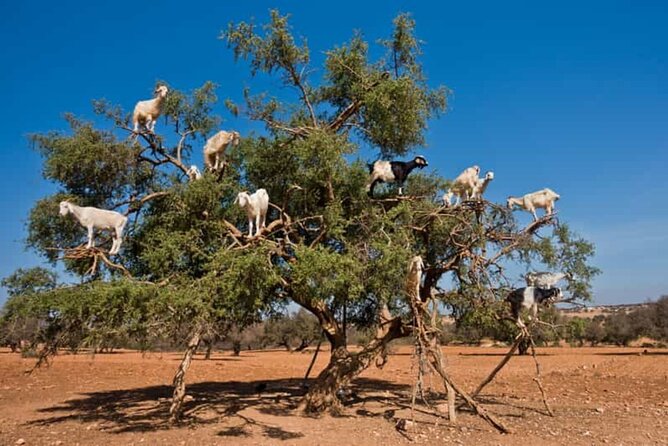 Argan Tree-Climbing Goats Morning Tour From Agadir - FAQ