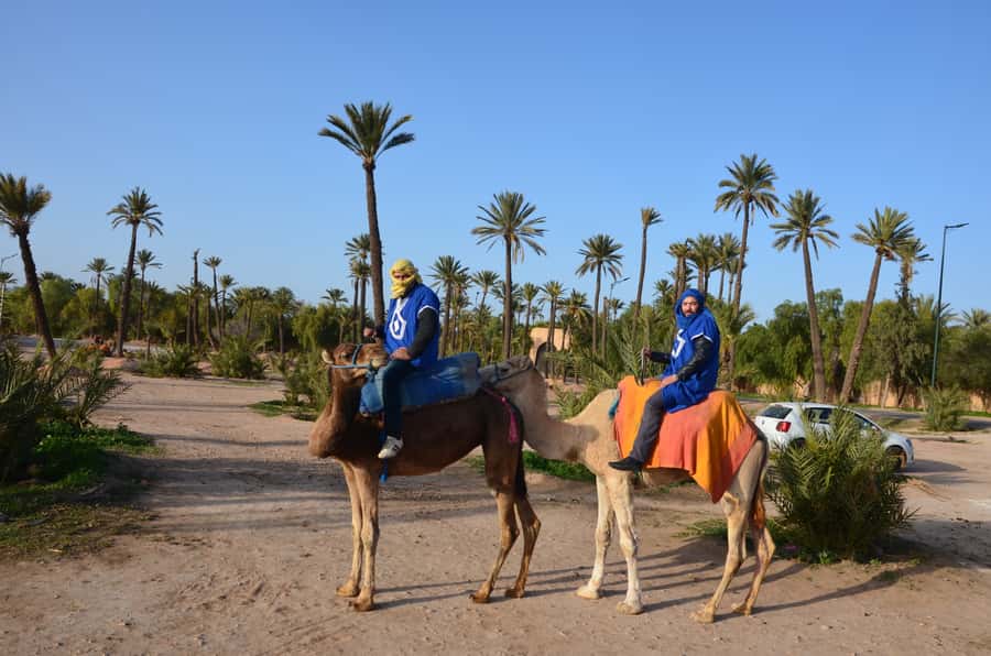 Around Marrakech: Camel Ride in Palm Groves including Tea - Should you book it?
