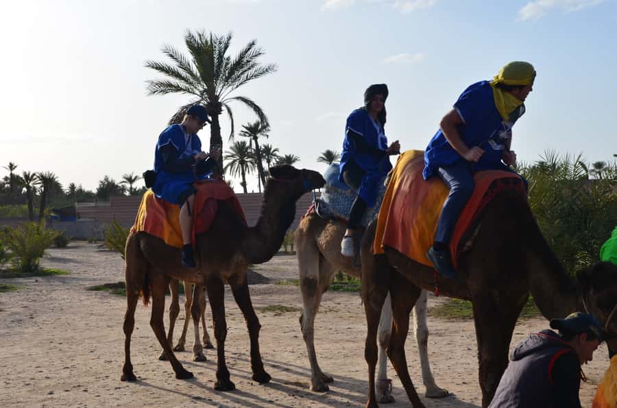 Around Marrakech: Camel Ride in Palm Groves including Tea - An hour on camelback