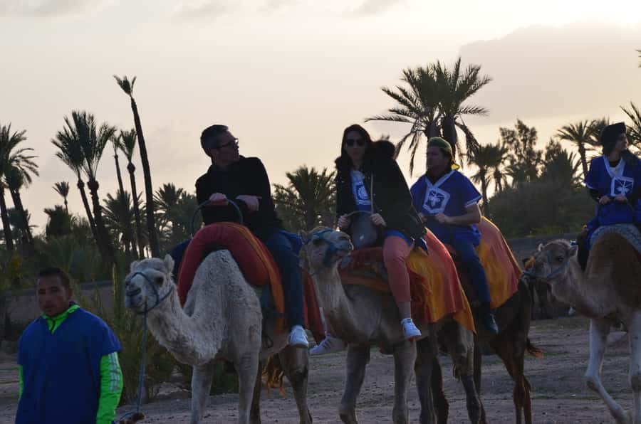 Around Marrakech: Camel Ride in Palm Groves including Tea - A quiet ride or a quad bike add-on