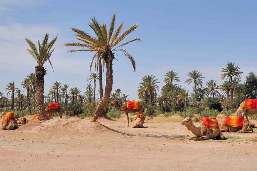 Around Marrakech: Camel Ride in Palm Groves including Tea - Who will enjoy this Marrakech outing?
