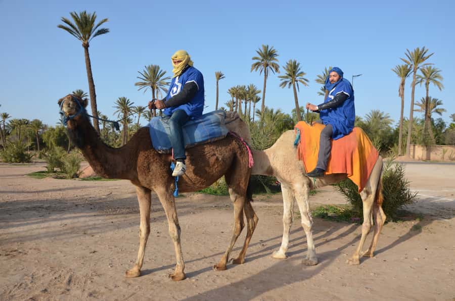 Around Marrakech: Camel Ride in Palm Groves including Tea - What to bring and how to prepare
