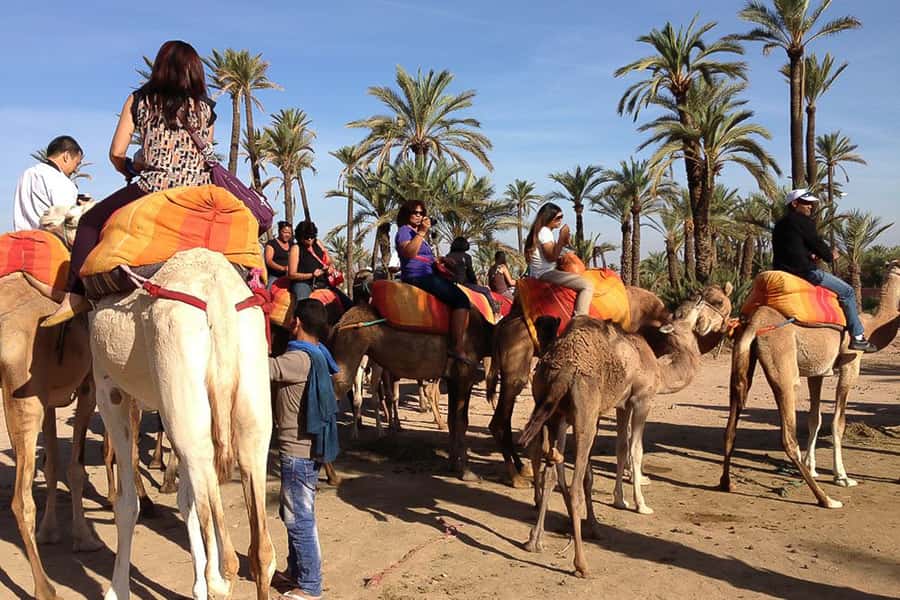 Around Marrakech: Camel Ride in Palm Groves including Tea - Meeting the camels among the palm groves