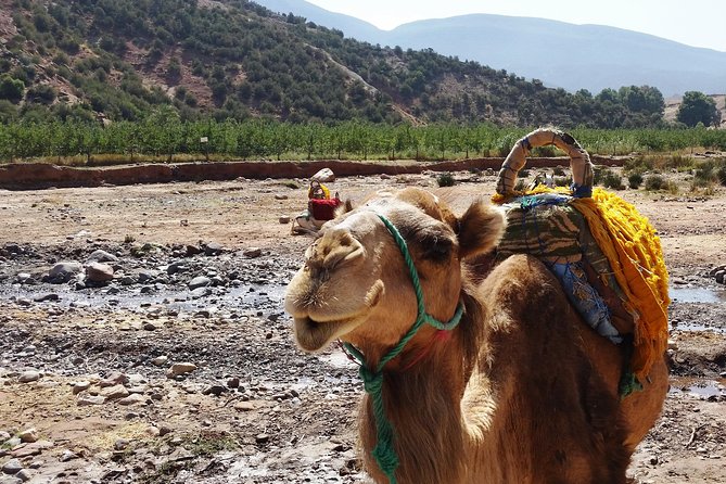 Atlas Mountains and Camel ride Day trip, from Marrakech - Walking between Berber villages and a waterfall
