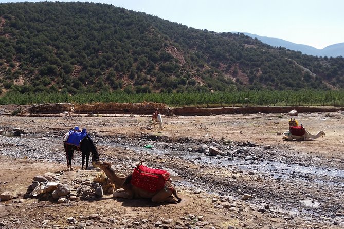 Atlas Mountains and Camel ride Day trip, from Marrakech - Saturday and Tuesday market stops