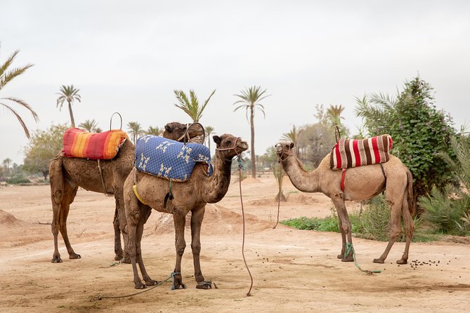 Atlas Mountains Hot Air Balloon Ride from Marrakech with Berber Breakfast and Desert Camel Experience - Timing, weather, and group size