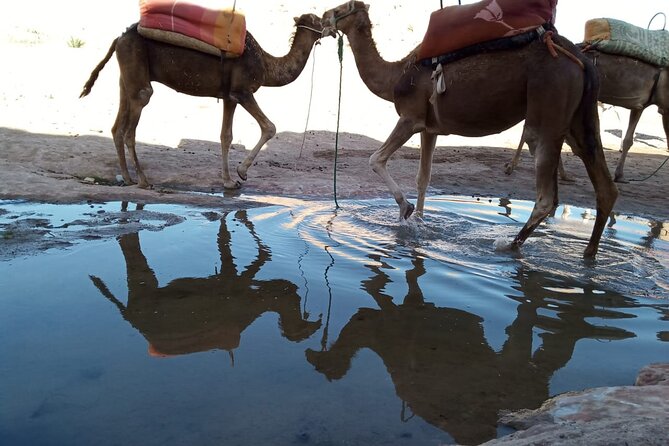 Atlas Mountains ourika valley Guided Tour - Key points to know before booking