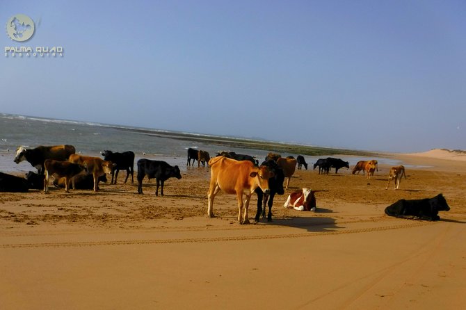 Big dunes and atlantic coast tour 2 HOURS - What the $60.25 price really includes
