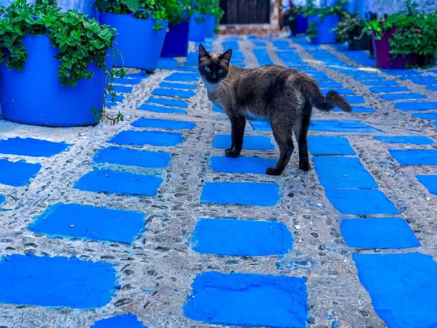 Blue City magic: Affordable Day Trip from Fez to Chefchaouen - Key points to know before booking