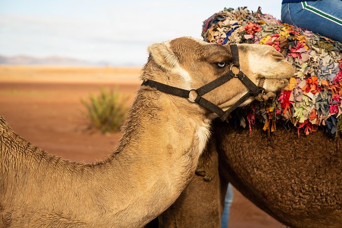 Camel and Quad Biking Tour from Marrakech - Tagine lunch in the middle of the day