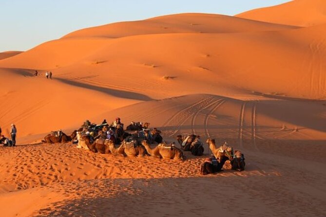 Camel ride in Tanger - Pickup from Tangier, the airport, and selected ports