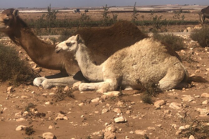 Camel Riding Agadir - From Agadir’s hotel lobby to the camel track