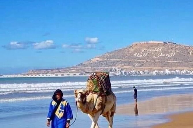 Camel Riding Agadir - Wildlife expectations and the best mindset