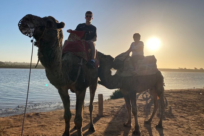 Camel Riding Agadir - Animal handling and comfort