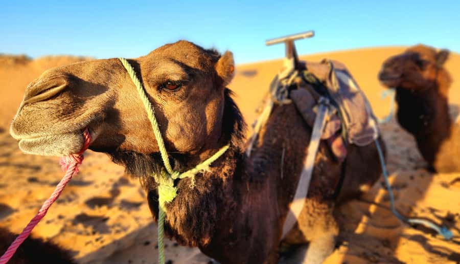 Camp Overnight in Merzouga's Erg Chebbi Dunes from Merzouga - Is $47 a good price?
