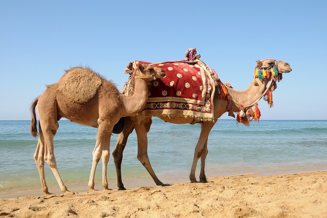 Casablanca to Tangier Day Trip By High-Speed Train and Camel Ride - Entering the Kasbah and the Mediterranean Cultures Museum
