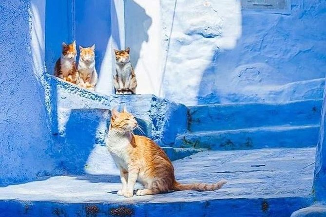 Chefchaouen Day Trip! The Blue Pearl - Who should book this excursion