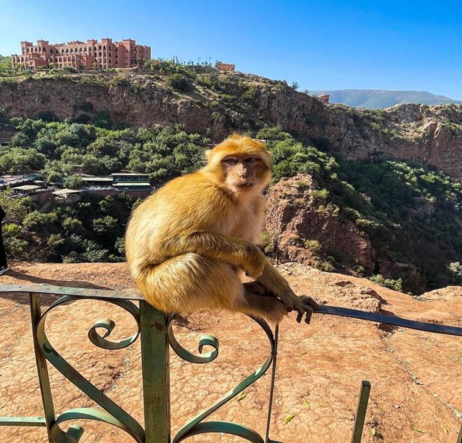 Day trip from Marrakech to Ouzoud Waterfalls - Who will enjoy this day trip most