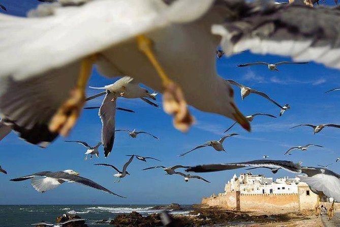 Day trip to Essaouira the portuguese town from Agadir or Taghazout - Walking the Essaouira Medina and Sea Bastion