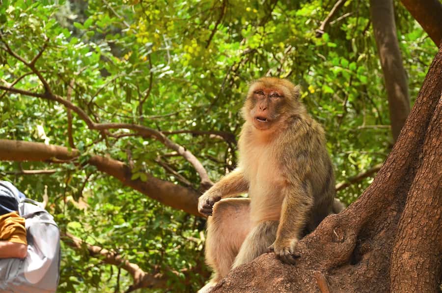 Day Trip To Ouzoud Waterfalls & Boat Ride From Marrakech - Barbary macaques near the walking paths