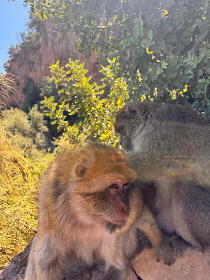 Day Trip To Ouzoud Waterfalls (Guide Hik & Boat option) - Meeting the monkeys near Ouzoud