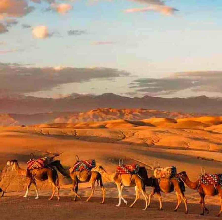 DINNER IN AGAFAY DESERT UNDER THE STARS WITH SHOW AND CAMELS - Key points to know before booking