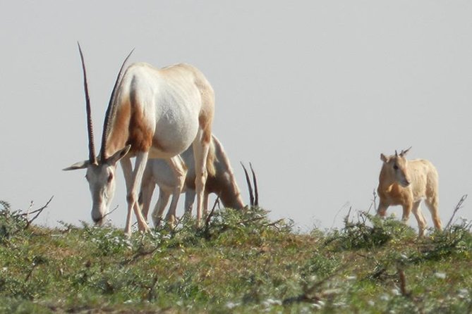 Discovery of the Souss Massa Animal Park in 4x4 - Why this Agadir day trip feels different
