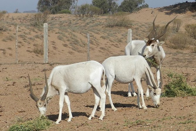 Discovery of the Souss Massa Animal Park in 4x4 - Tifnit and the Atlantic coast by 4x4