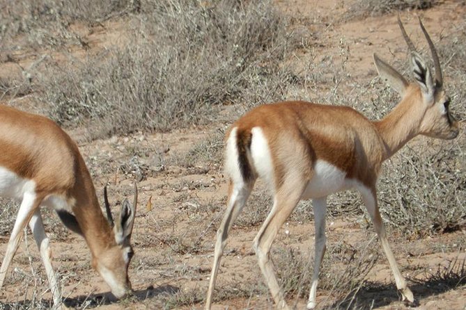 Discovery of the Souss Massa Animal Park in 4x4 - What the $121.95 price includes