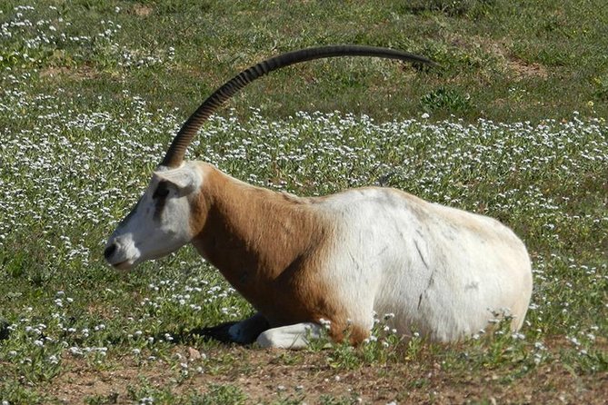 Discovery of the Souss Massa Animal Park in 4x4 - Two hours among Souss Massa’s rare animals