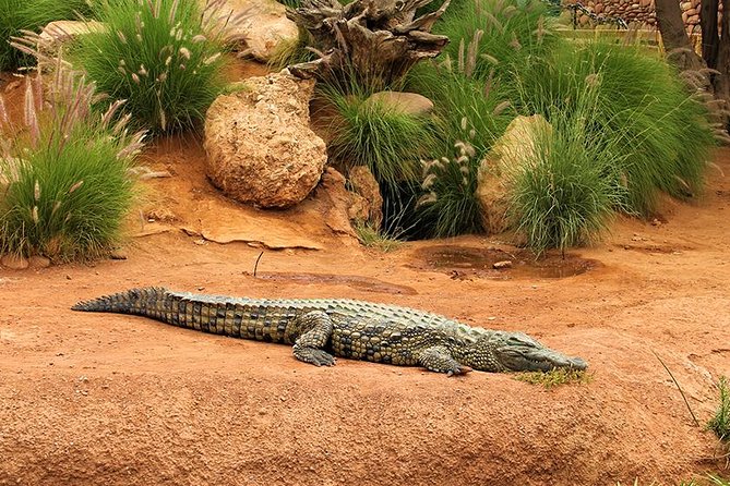Effortless Agadir Crocoparc Ticket and Transfer Service - The crocodile-mouth entrance sets the tone