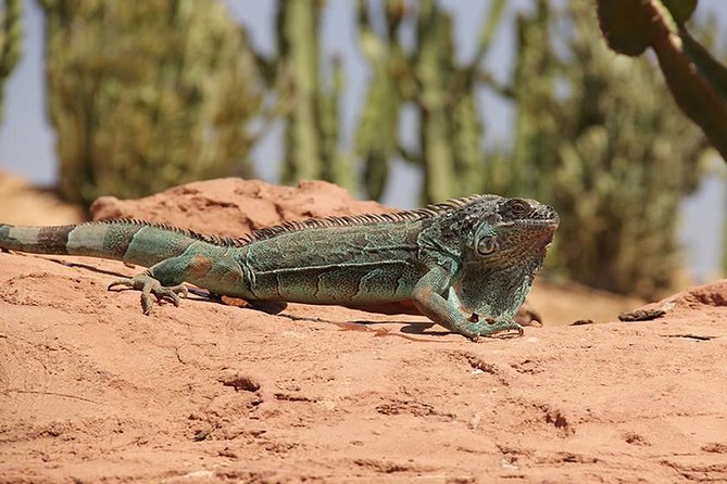 Effortless Agadir Crocoparc Ticket and Transfer Service - The guide makes the park easier to understand