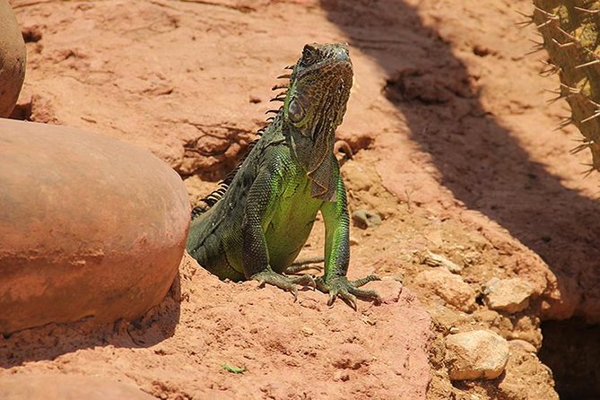 Effortless Agadir Crocoparc Ticket and Transfer Service - A strong choice for children