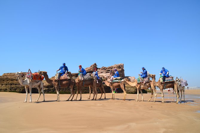 Essaouira: 1/2 Day Camel ride with meal. - The first steps onto a tall dromedary