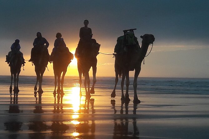 Essaouira 1 hour discovery ride on the back of a camel - Settling onto the camel
