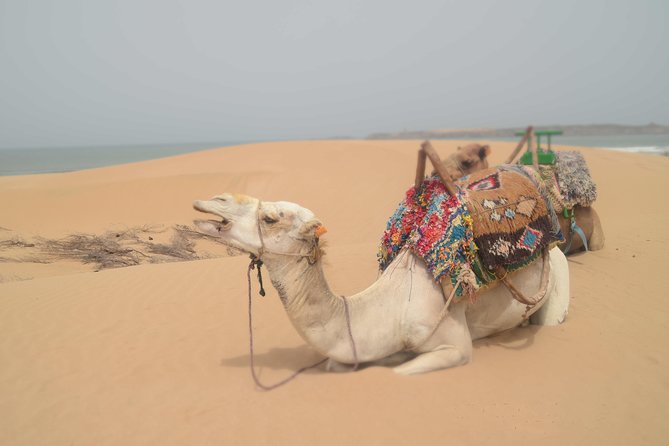 Essaouira 2-Hour Camel Adventure Ride - Why two hours is the useful length