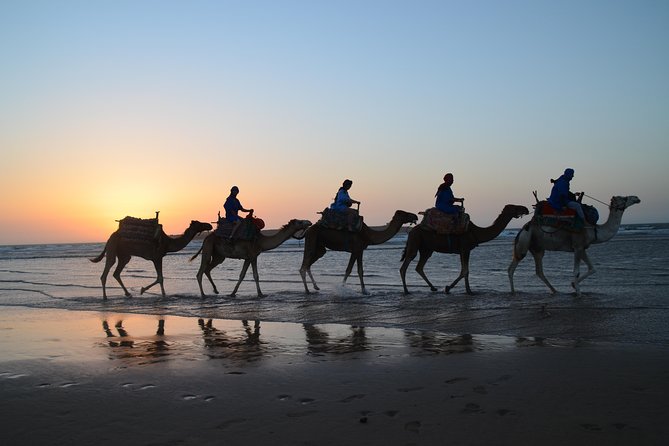 Essaouira 2-Hour Camel Adventure Ride - Dunes, forest tracks, and the Atlantic breeze