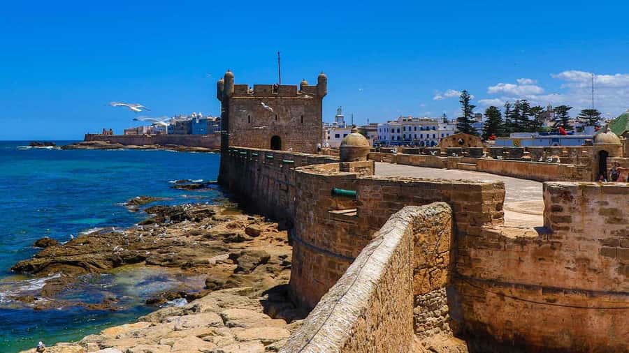 Essaouira: 2-Hour Camel Ride - Following the Atlantic Beach