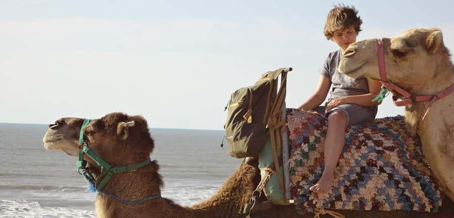 Essaouira: 2-Hour Camel Ride - Shady Forest Paths and Moroccan Countryside