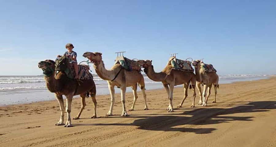 Essaouira: 2-Hour Camel Ride - Is Two Hours the Right Length?