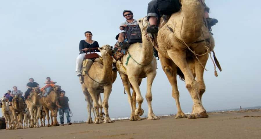 Essaouira: 2-Hour Camel Ride - Meeting the Camels Before You Mount